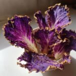 Air Fryer Red Cabbage Chips